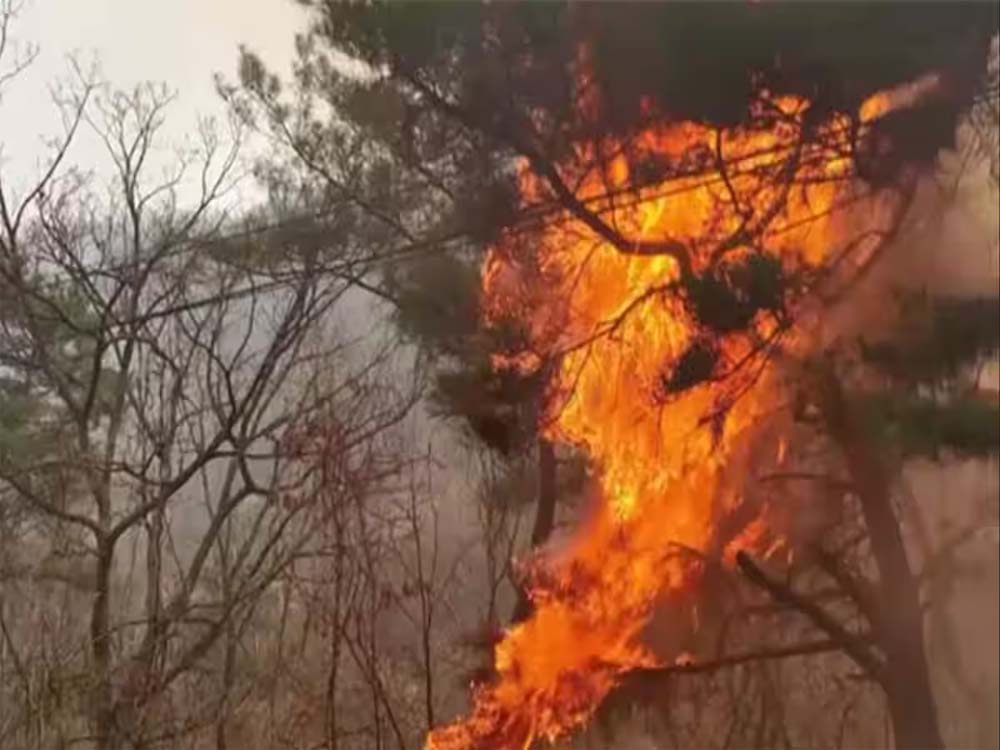 दक्षिण कोरिया के जंगल में नहीं थम रही आग से तबाही , अब तक 26 लोगों की मौत हो चुकी है और 30 अन्य लोग घायल हुए हैं