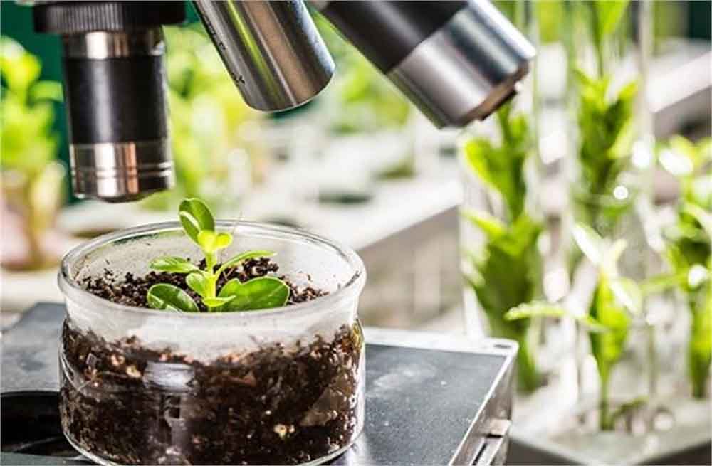 हरियाणा सरकार ने प्रदेश में जैविक खेती को बढ़ावा देने के लिए एक बड़ी योजना को मूर्त रूप देने का निर्णय लिया