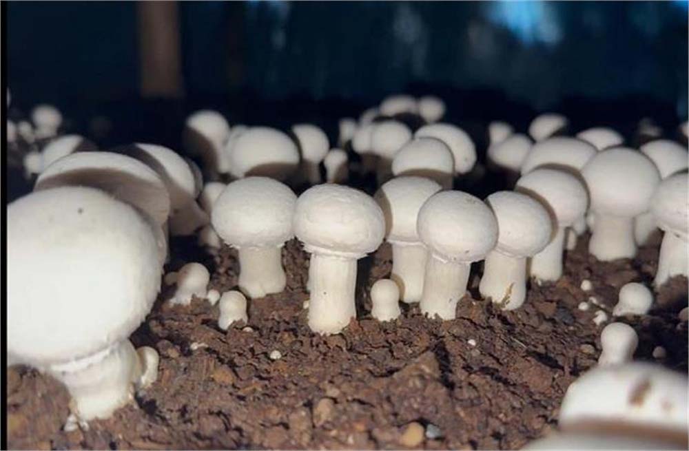 किसान ने निजी स्कूल में शिक्षक की नौकरी लाखों का पैकेज छोड़ मशरूम की खेती शुरू कर मोटा मुनाफा कमा रहा