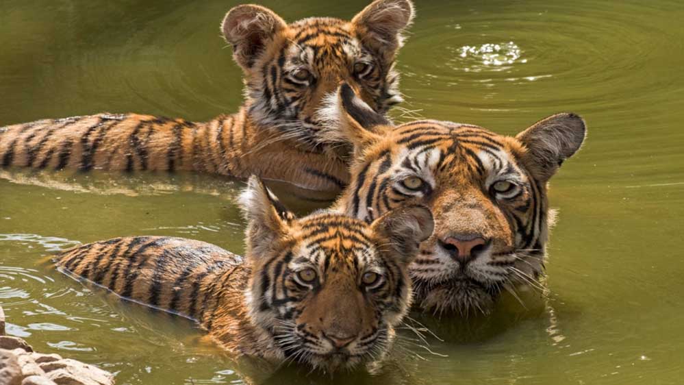 सतपुड़ा टाइगर रिजर्व में वन्य प्राणियों की गणना चालू , दूसरे पेज की गणना 20 अप्रैल तक होगी खत्म