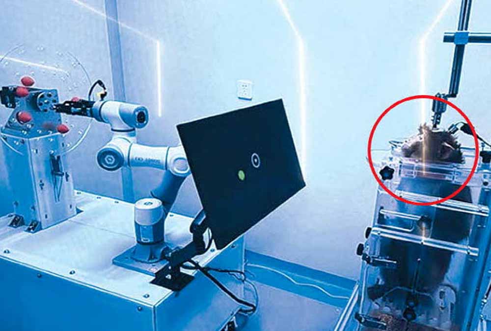 न्यूरालिंक को पछाड़ने चीन ब्रेन चिप इम्प्लांट करने की बना रहा योजना