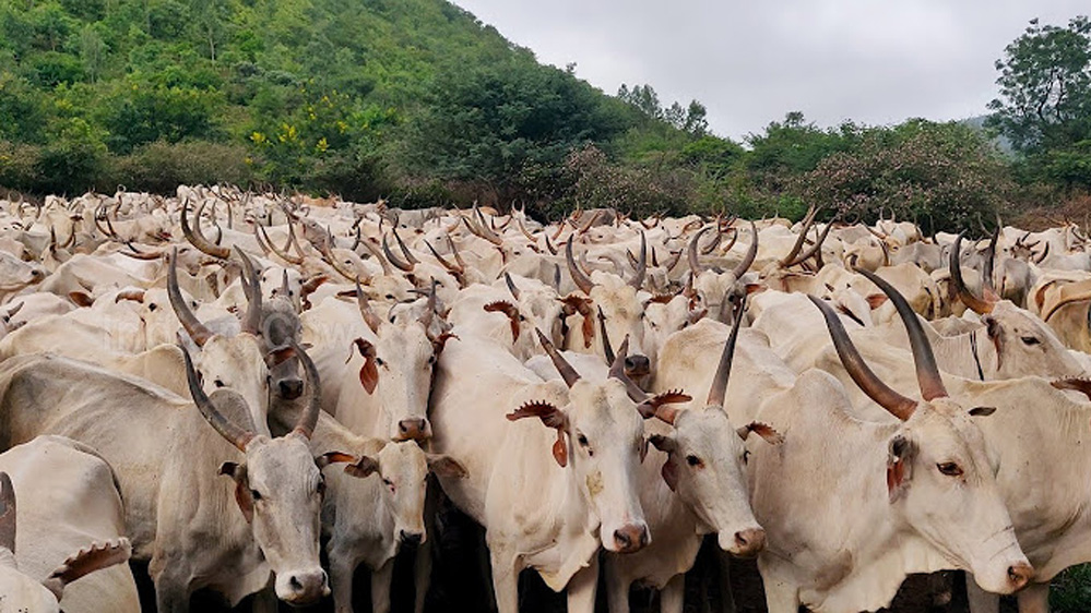 मुख्यमंत्री डॉ. मोहन यादव ने डॉ. भीमराव अंबेडकर कामधेनु योजना की दी सौगात
