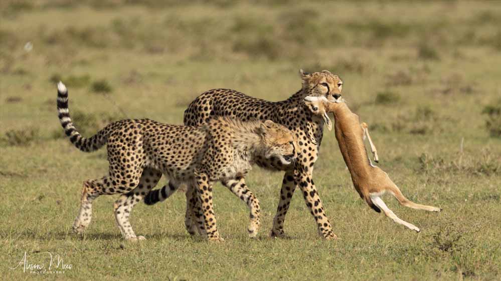 भारत लाए जाएंगे बोत्सवाना से आठ चीते, पहले चार मई में आएंगे, चीता परियोजना पर 112 करोड़ खर्च