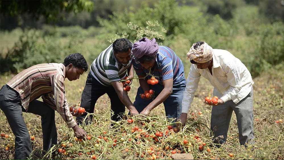 उद्यानिकी के साथ खाद्य प्र-संस्करण हब के रूप में उभरा मध्यप्रदेश