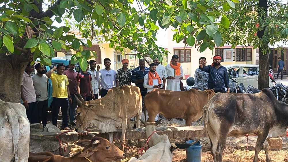 पिकअप से 8 गौवंश को किया बरामद, नाबालिग समेत 2 आरोपी गिरफ्तार