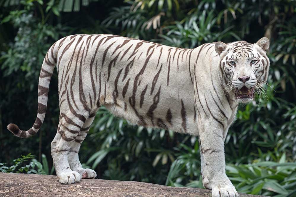 बिलासपुर के कानन पेंडारी चिड़ियाघर की शान सफेद बाघ ‘आकाश’ की मौत, पर्यटकों में छाई मायूसी