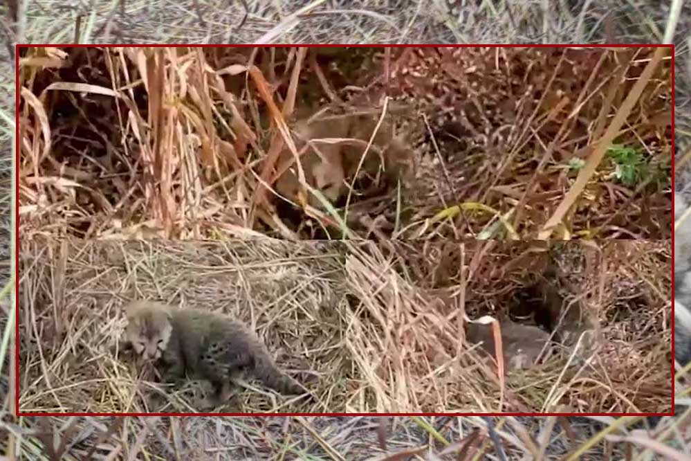 कूनो से आई एक और खुशखबरी, चीता निर्वा ने पांच शावकों को दिया जन्म