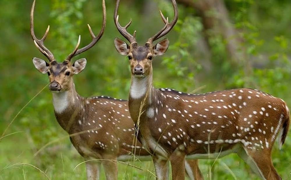 मुख्यमंत्री डॉ. यादव की पहल पर मध्यप्रदेश को मिला 25वां अभयारण्य