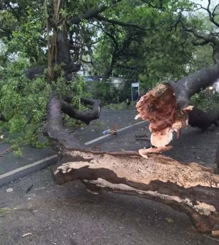 नालंदा जिले में आई तेज आंधी और बारिश ने भारी तबाही मचाई, दीवार और पेड़ गिरने से 8 की मौत