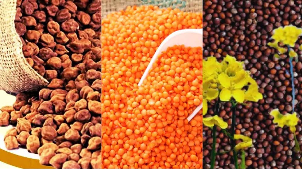 चना, मसूर एवं सरसों के उपार्जन एवं तुअर के पंजीयन