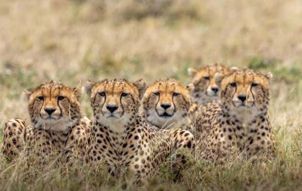 आज चीते प्रभाष और पावक को मिलेगा नया घर, कूनो से गांधीसागर होंगे शिफ्ट, गांधी सागर के बाद गुजरात में शिफ्ट होंगे