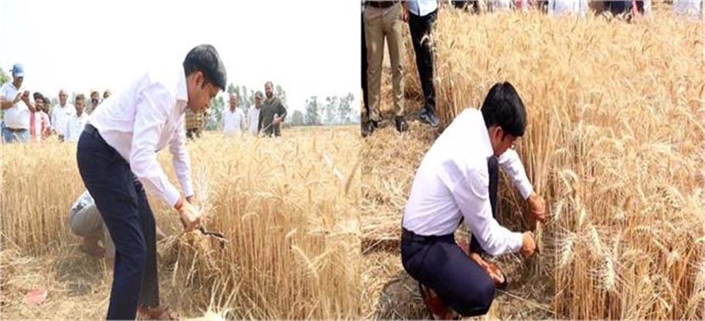 संभल के जिलाधिकारी डॉ. राजेंद्र पेंसिया ने एक अनोखी पहल की,  थामा हंसिया, खेत में काटी गेहूं की फसल