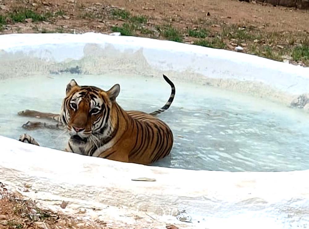 वन विहार के वन्य प्राणियों के लिये गर्मी के मौसम में की गई व्यवस्थाएं