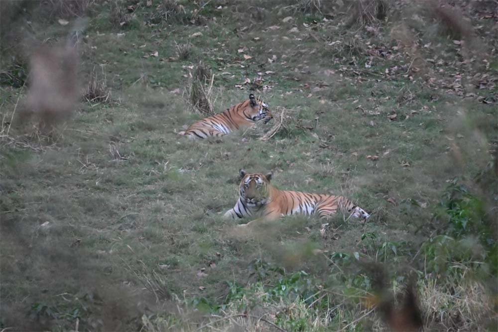वन क्षेत्र भोजपुर से 2 टाइगर्स को रेस्क्यू कर सतपुड़ा टाइगर रिजर्व भेजा गया