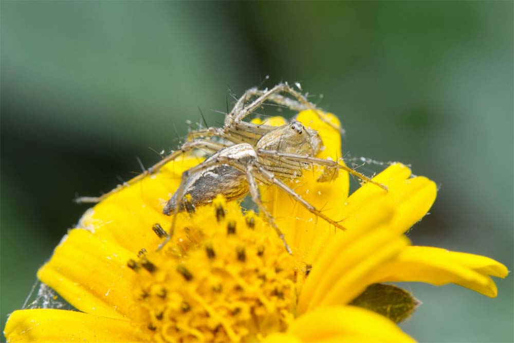 वन विहार में सिल्कन सीक्रेट्स स्पाइडर वॉक 5 अप्रैल को