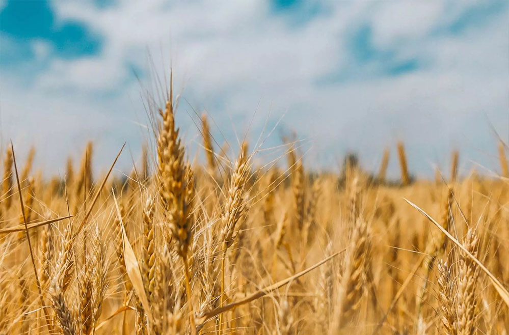 2 लाख 47 हजार 377 किसानों से 21 लाख मीट्रिक टन से अधिक हुई गेहूँ खरीदी : खाद्य मंत्री राजपूत