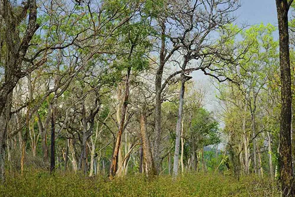 भोपाल में 18 मई को होगा चिपको आंदोलन, अटकी है 8000 पेड़ों की सांसें, NHAI चौड़ी करेगा सड़क