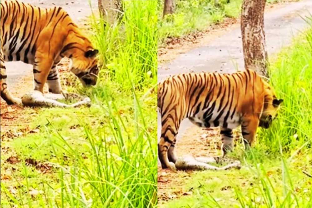 बांधवगढ़ नेशनल पार्क में घास खाता दिखा टाइगर, नजारा देख हैरत में पड़े पर्यटक