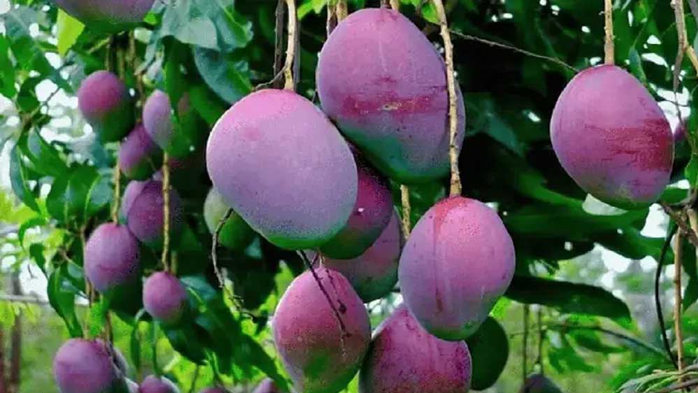 जबलपुर : विश्व के सबसे महंगे जापानी आम, रखवाली में लगे जर्मन शेफर्ड