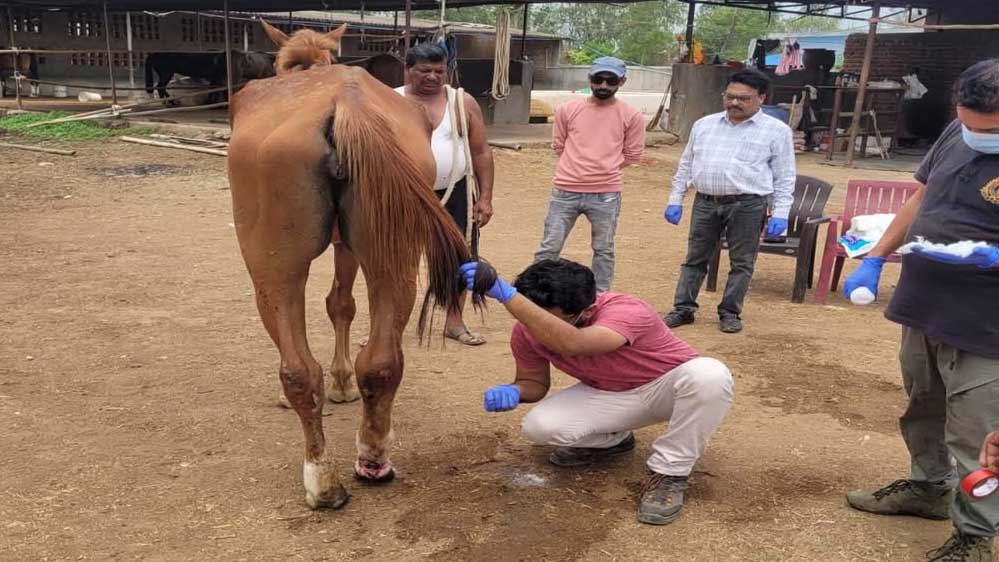 जबलपुर : पनागर के रेस कोर्स में अनजान बीमारी से 8 घोड़ों की मौत, प्रशासन की टीम पता लगा रही मौत की असली वजह
