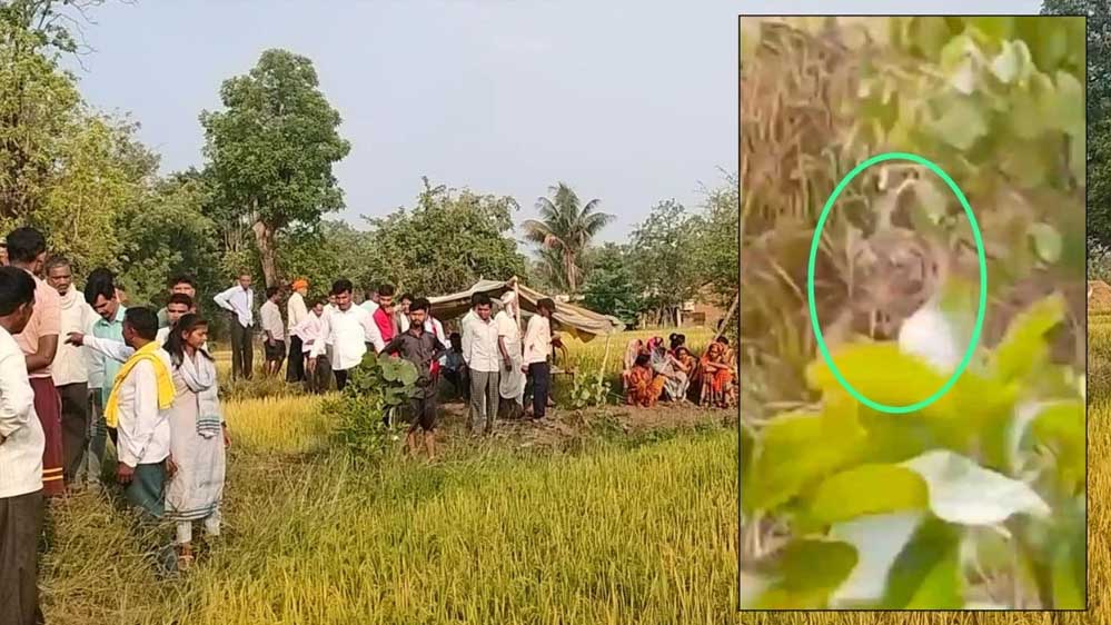 बालाघाट में किसान को दबोचकर बाघ खेत के पास झाड़ी में ले गया, गांव में दहशत