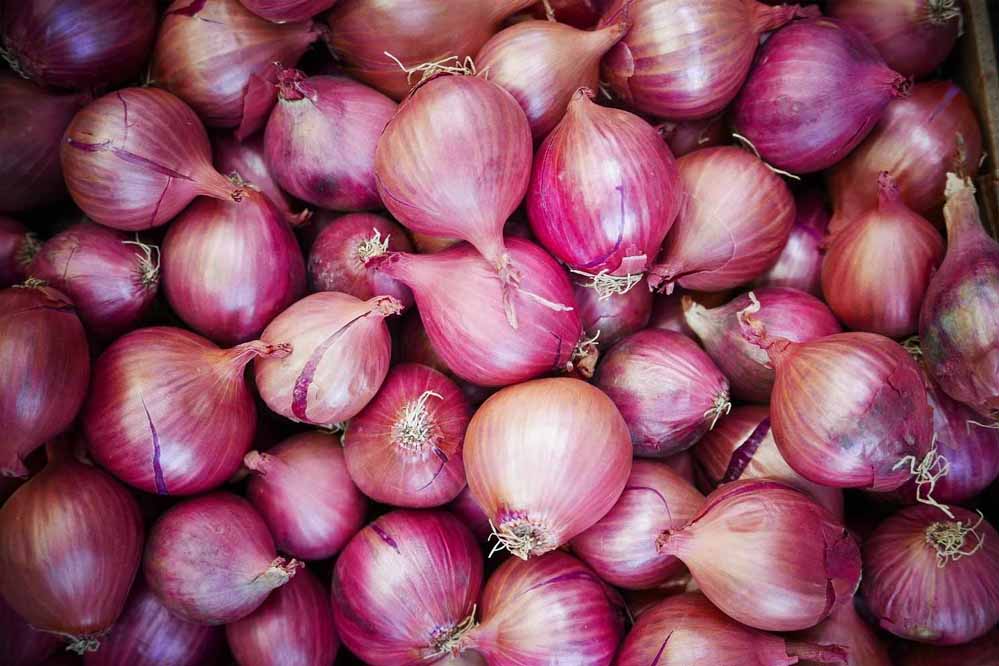 गुना में औंधे मुंह गिरे प्याज के दाम, 5 रुपए किलो भी कोई नहीं खरीद रहा