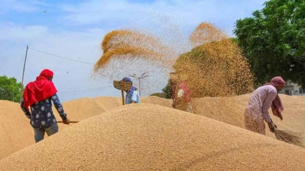 गेहूं उपार्जन में इस वर्ष 60 प्रतिशत से अधिक वृद्धि सरकार की प्रतिबद्धता का परिणाम : खाद्य मंत्री राजपूत