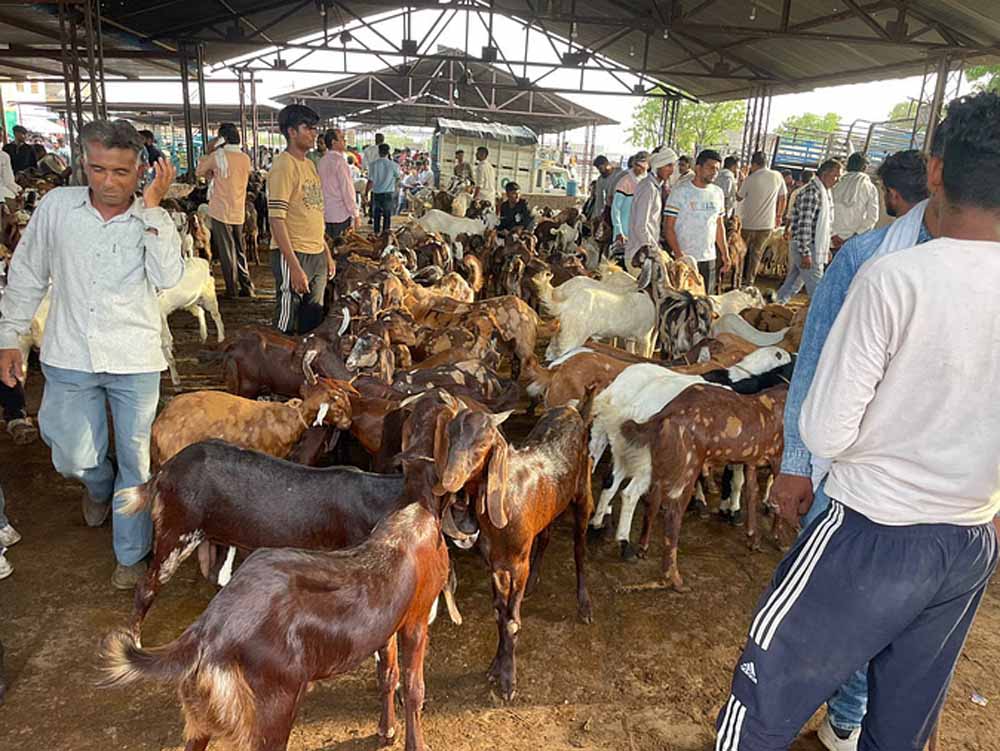 कुर्बानी के लिए दुबई भेजे 10 हजार बकरे, नियमों के खिलाफ एक्सपोर्ट हुए तो करेंगे कार्रवाई: मंत्री कुमावत