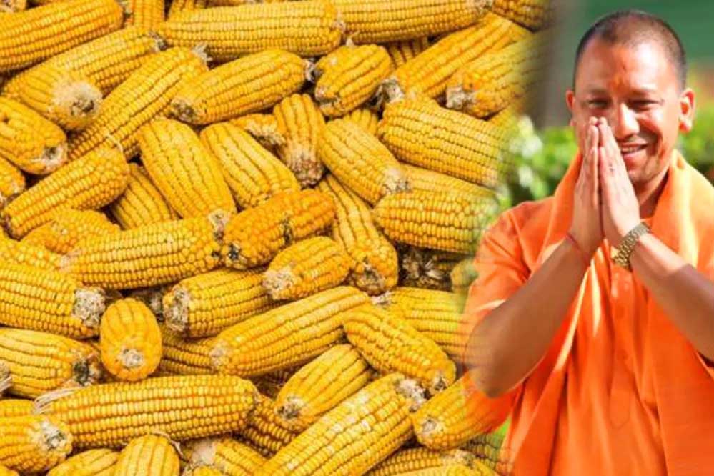 उत्तर प्रदेश में पहली बार सीधे किसानों से MSP पर मक्‍का खरीद शुरू, क्विंटल के इतने रुपए दे रही योगी सरकार