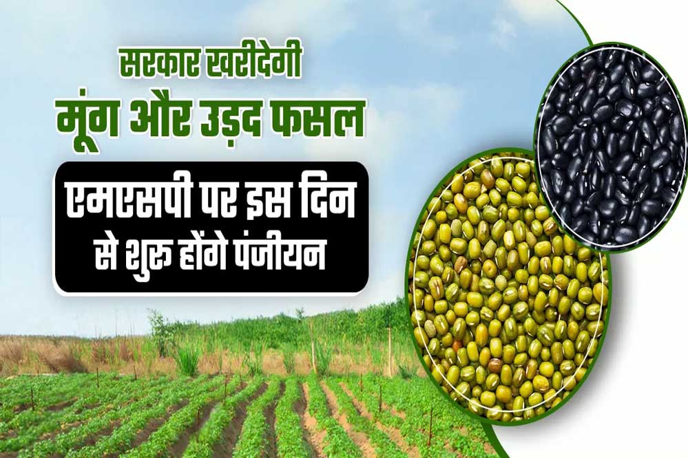 19 जून से 6 जुलाई तक होगा मूंग और उड़द उपार्जन के लिए पंजीयन