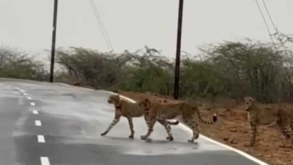 कुनबे संग मादा चीता ने लांघी कूनों की सरहद, चम्बल के बीहड़ में किया प्रवेश