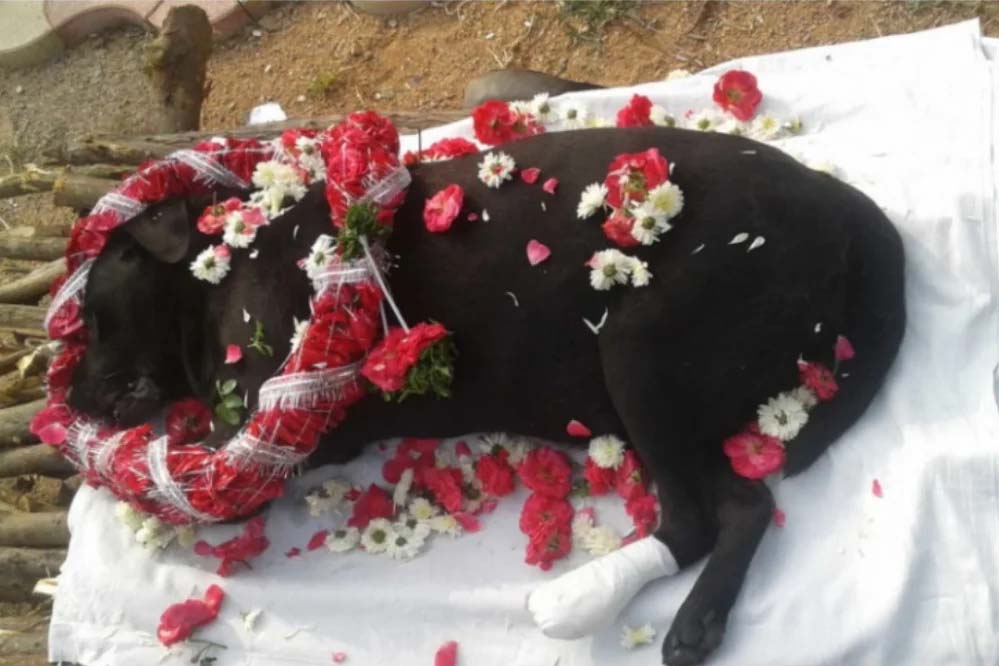 इंदौर में अब जानवरों का भी होगा अंतिम संस्कार, नगर निगम ने हरियाणा की कंपनी से कॉन्ट्रेक्ट साइन किया