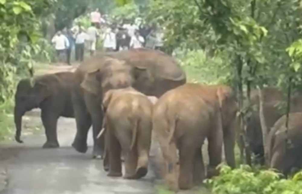 एडु-सिंघनपुर मार्ग पर आधा दर्जन हाथियों का दल अचानक पहुंचा सड़क पर
