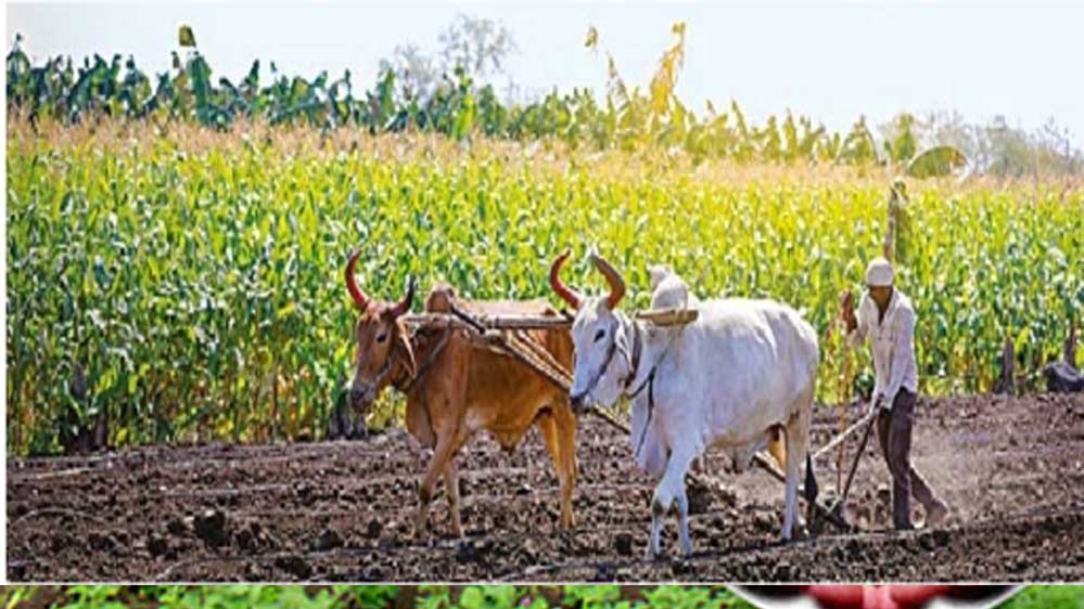 हरियाणा में भूमिहीन किसानों के लिए खुशखबरी, सैनी सरकार देगी जमीन से लेकर खेती और आगे के कामों के लिए प्रोत्साहन राशि