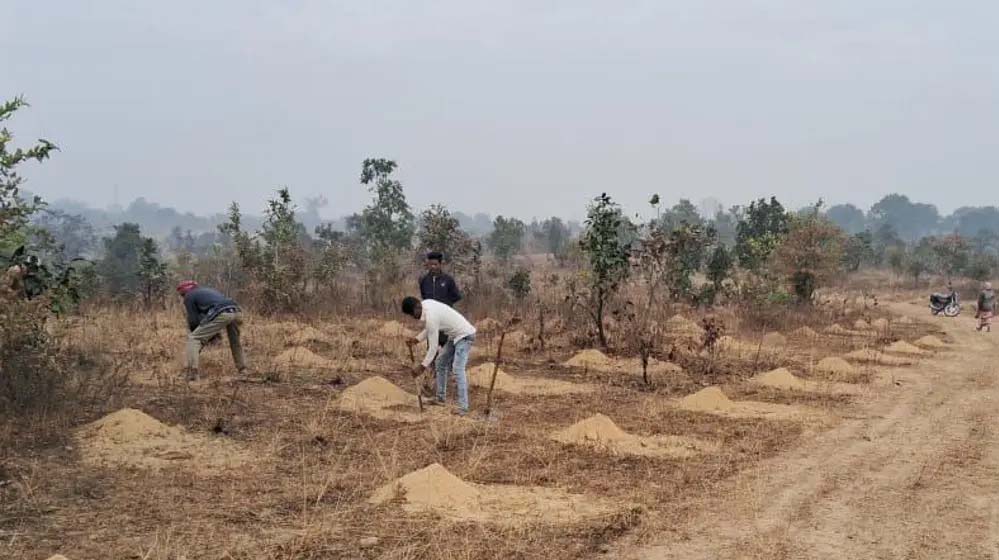अनूपपुर जिले में रोंपे जाएँगे 12 लाख से अधिक पौधे, गड्ढे हो रहे तैयार