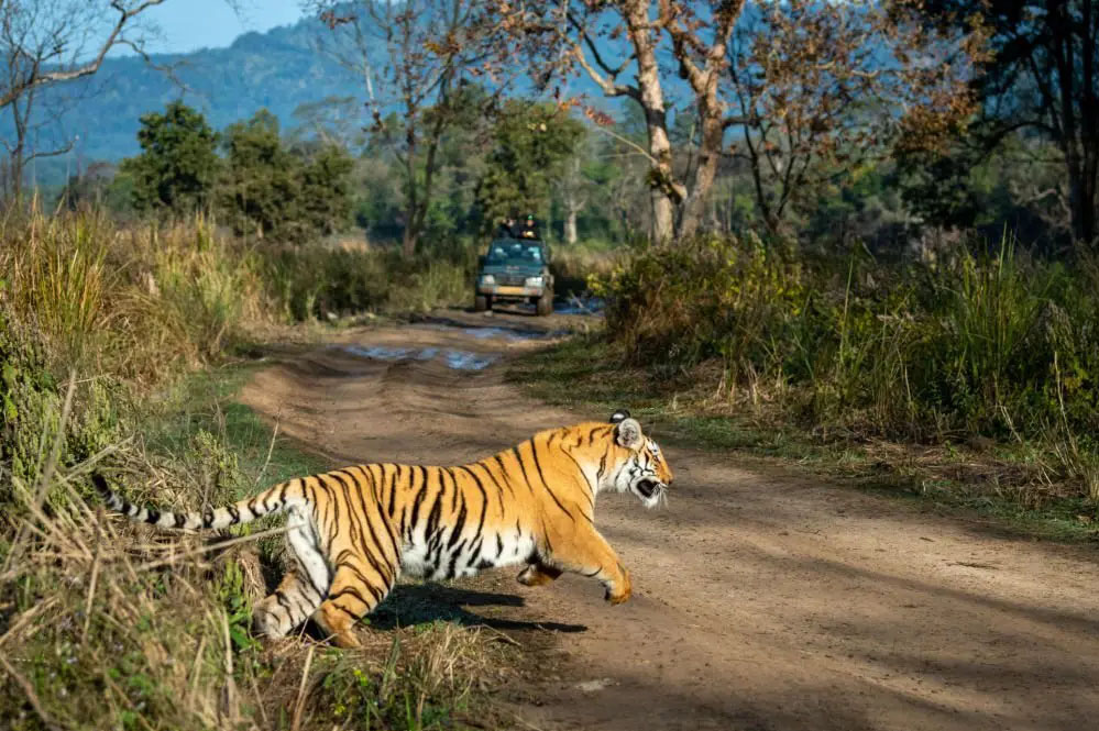2 लोगों को मारकर खाने वाला आदमखोर बाघ को ऐसे पकड़ा; सिवनी वासियों ने ली राहत की सांस