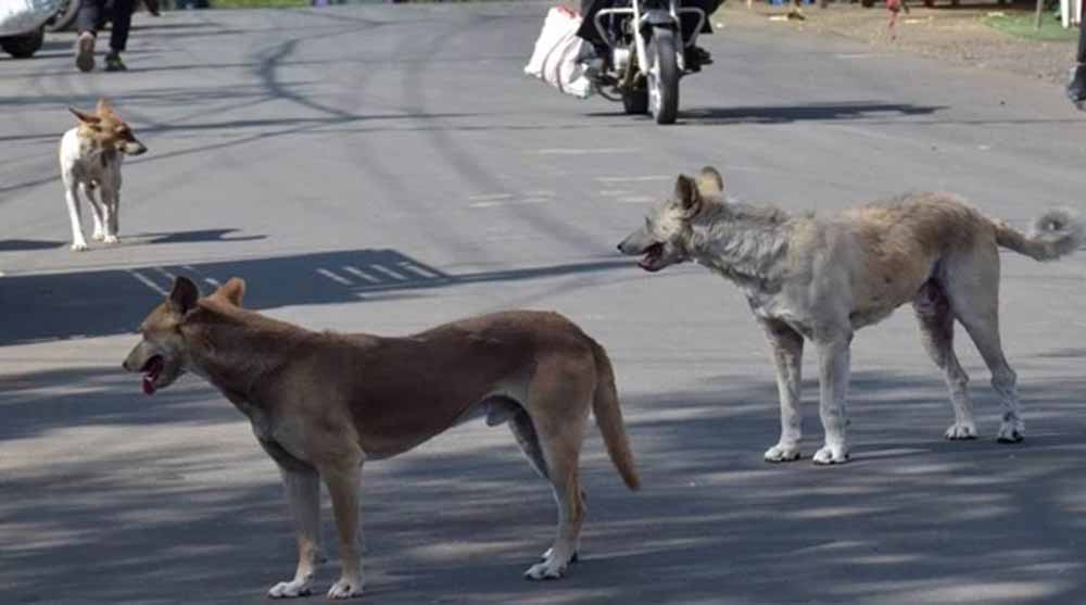 बारिश में स्ट्रीट डॉग्स हो जाते हैं आक्रामक, नगर निगम ने दी सावधानी बरतने की सलाह