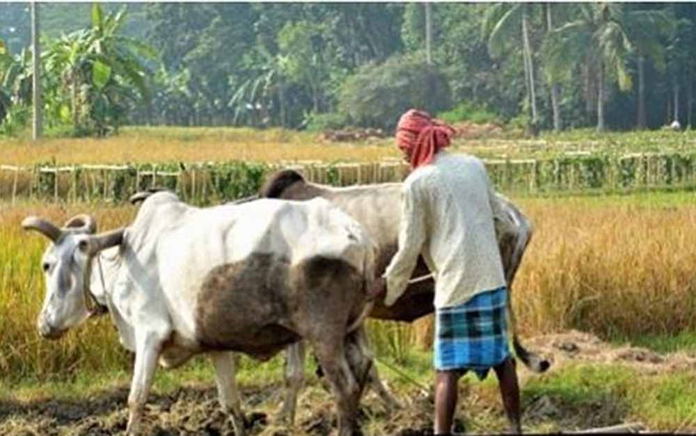 सरकार की ओर से नरमे के बीजों पर 33 प्रतिशत सब्सिडी दी जा रही, किसानों के पास 15 जून तक का समय