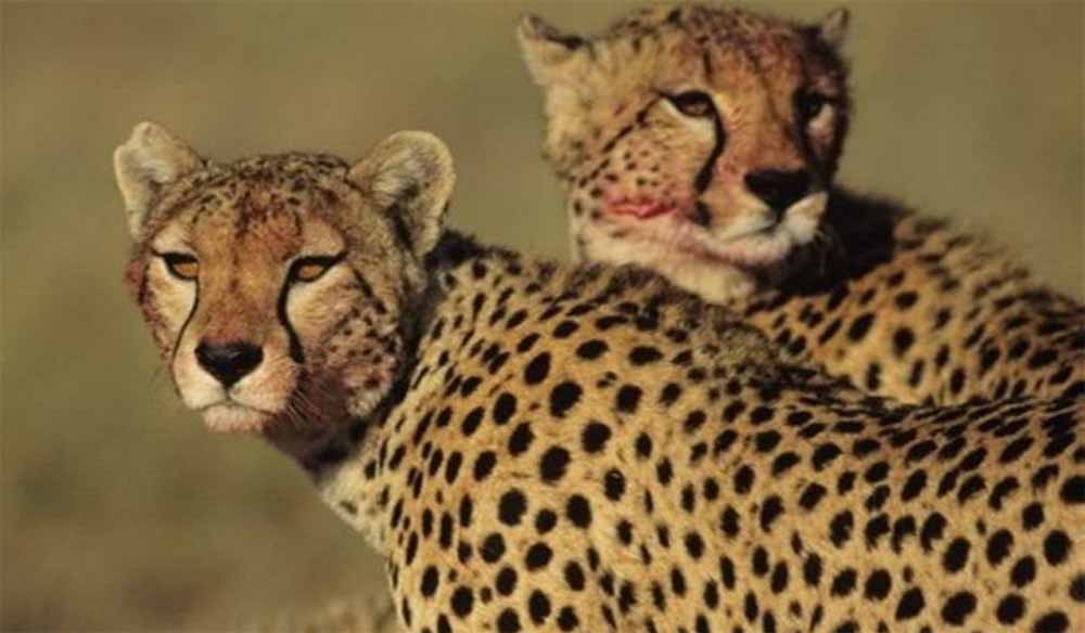 श्योपुर जिले में स्थित चीतों का घर पालपुर कूनो राष्ट्रीय उद्यान में कूनो फारेस्ट रिट्रीट फेस्टिवल का आयोजन किया जाएगा