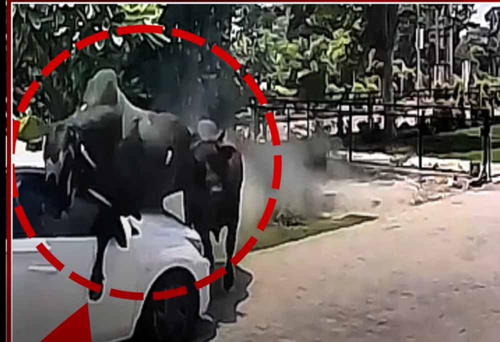 हरियाणा के यमुनानगर शहर के पॉश इलाके में दो भारी-भरकम सांड आपस में ऐसे भिड़े, शिकार बनी कार