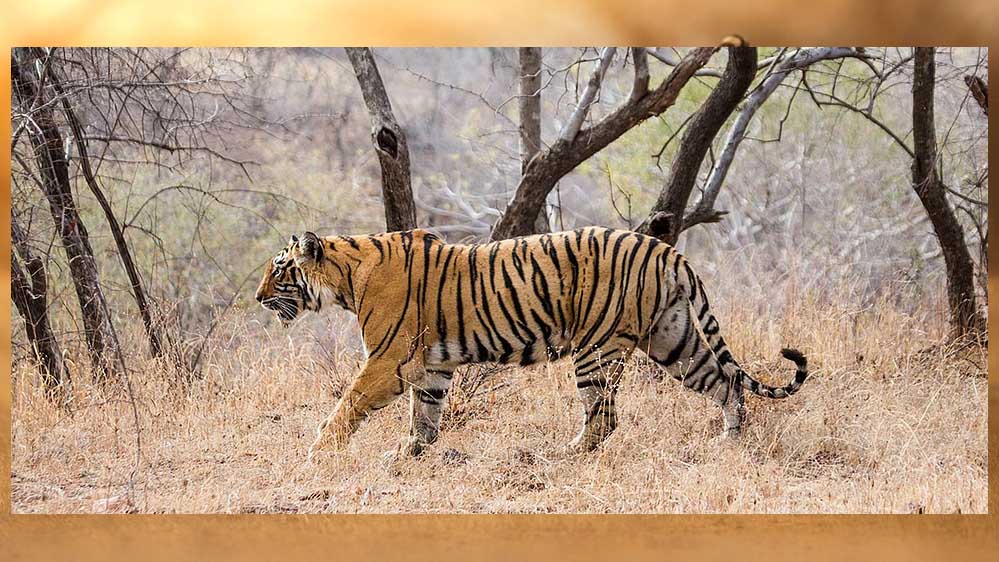 प्रदेश के सभी नेशनल पार्क और टाइगर रिजर्व तीन महीने के लिए बंद रहेंगे,पर्यटक सिर्फ बफर जोन का लुत्फ उठा सकेंगे