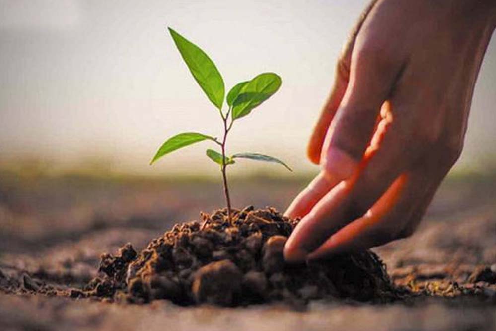 उत्तर बस्तर कांकेर : स्कूल, छात्रावास परिसर, रिक्त मैदानों व सड़कों के किनारे सघन पौधरोपण कराएं- कलेक्टर