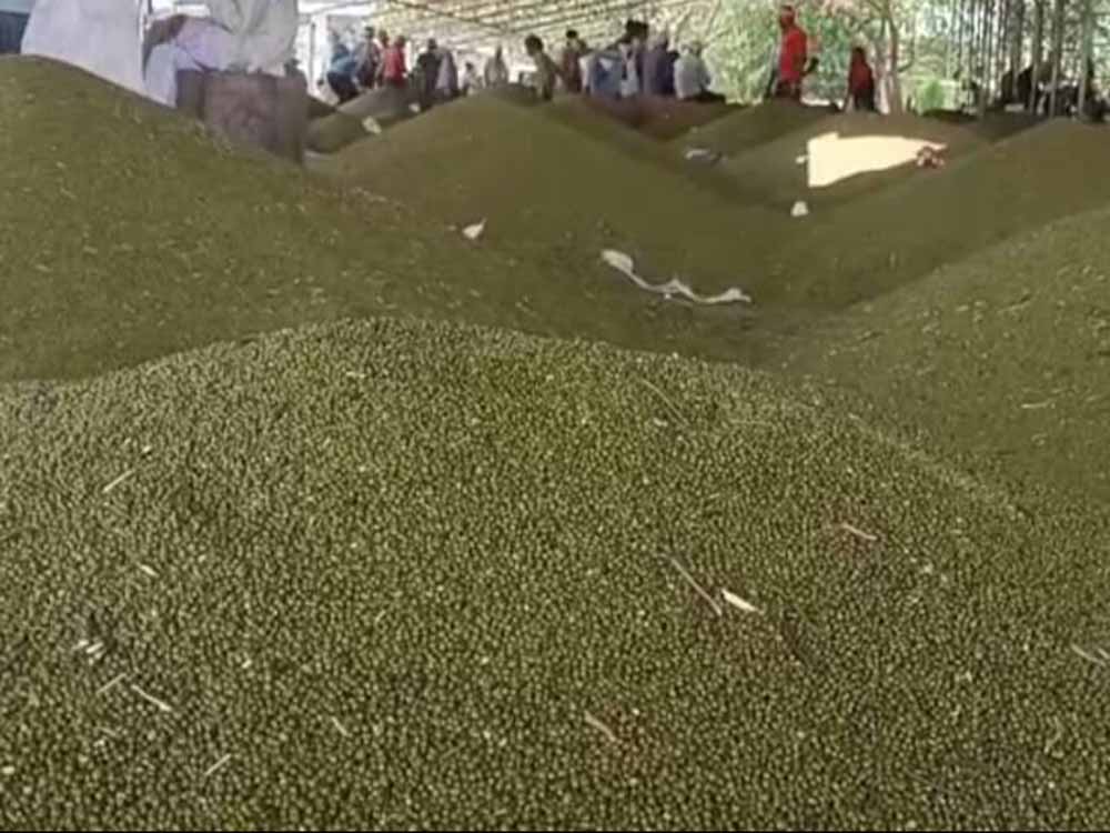 जबलपुर में 5 दिन से मूंग-उड़द खरीदी ठप, सर्वर डाउन से परेशान किसान