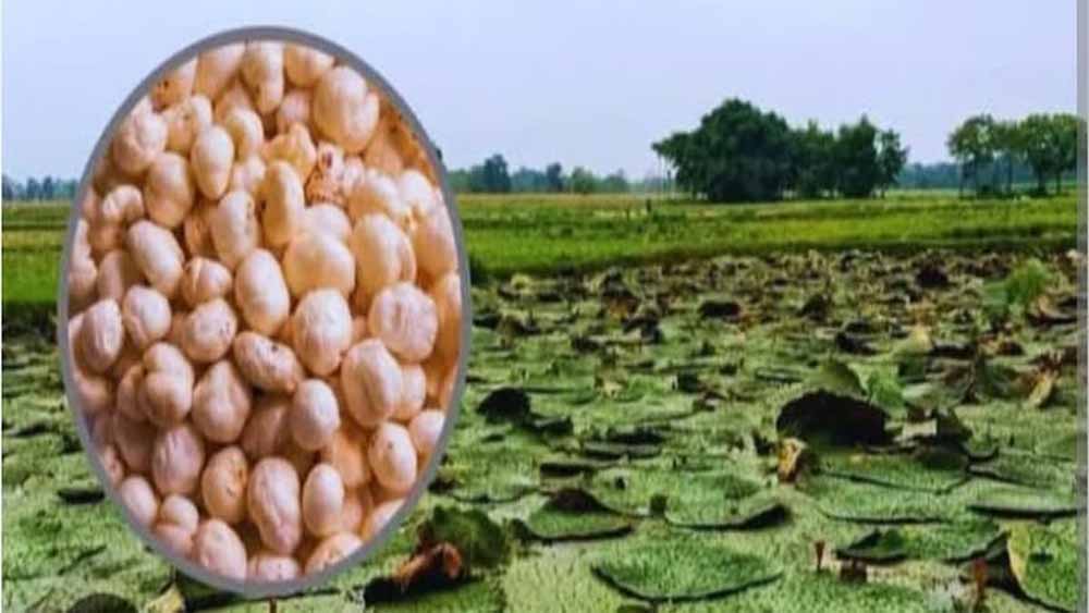 बिहार के सुपरफूड मखाना को अब दुनिया भर में मिलेगी पहचान, मिला हर्मोनाइज्ड सिस्टम कोड