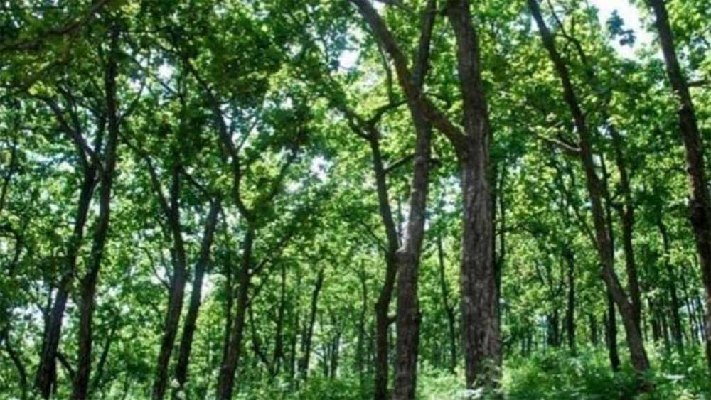 वनाधिकार क्रियान्वयन में छत्तीसगढ़ की अग्रणी भूमिका—वन विभाग की सशक्त प्रतिबद्धता का प्रमाण