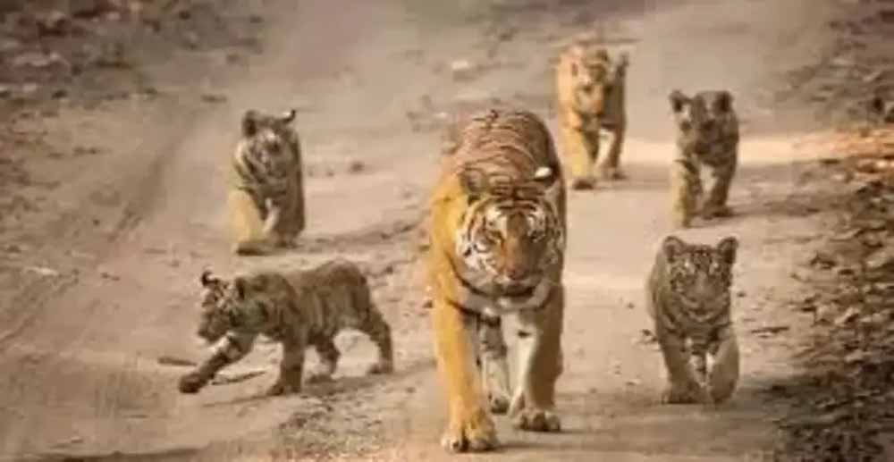 राजस्थान में बाघिन ‘रानी’ का चमत्कार, एक साथ पांच शावकों को जन्म देकर रचा रिकॉर्ड