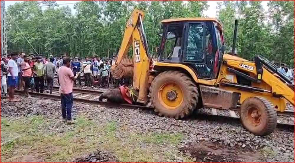 पश्चिम बंगाल में दर्दनाक हादसा: ट्रेन से टकराकर तीन हाथियों की मौत, वन विभाग की लापरवाही पर उठे सवाल