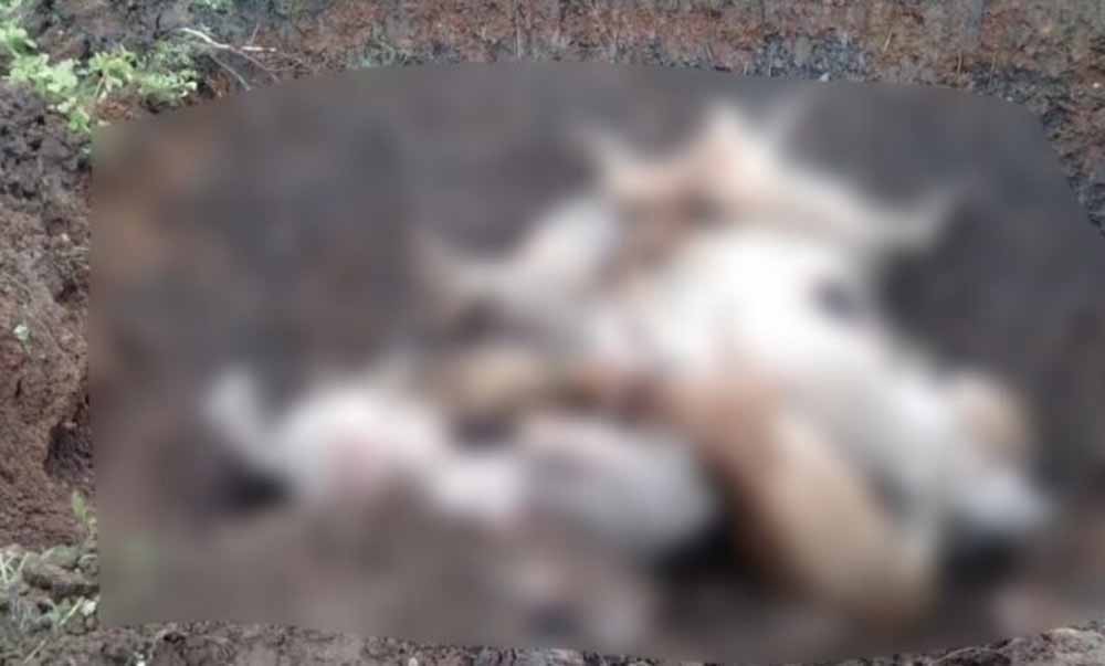 रायपुर: फैक्ट्री के अपशिष्ट से 18 मवेशियों की मौत, ग्रामीणों का फूटा गुस्सा