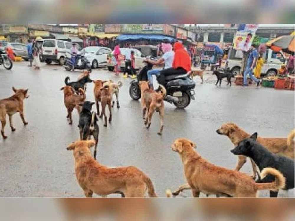 आवारा कुत्तों पर सख़्ती: नसबंदी, माइक्रोचिप और शेल्टर प्लान पर दिल्ली सरकार की तैयारी