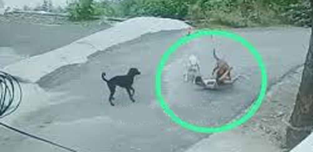 उदयपुर में मां ने दिखाई दिलेरी,  तीन कुत्तों के हमले से बचाई बेटे की जान